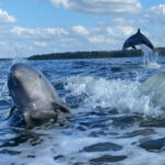 EvergladesFloridaAdventures4