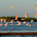 EvergladesFloridaAdventures5