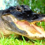 EvergladesFloridaAdventures6