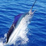 DoubleThreat_Sailfish