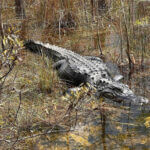 TenThousandIslandsTour