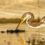 TenThousandIslandsTour5