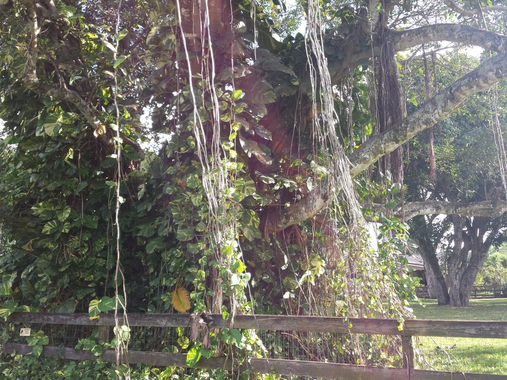 DavieBoardingStables4