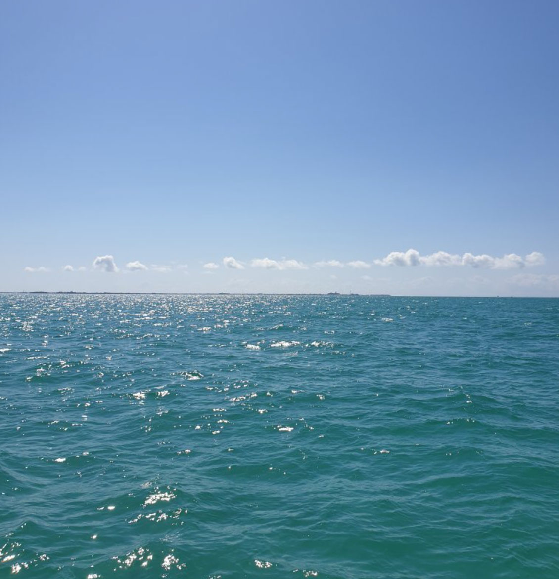 ExtremeAdventuresEcoWaterToursSharkandDolphinTours