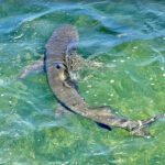 ExtremeAdventuresEcoWaterToursSharkandDolphinTours3