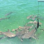 ExtremeAdventuresEcoWaterToursSharkandDolphinTours6