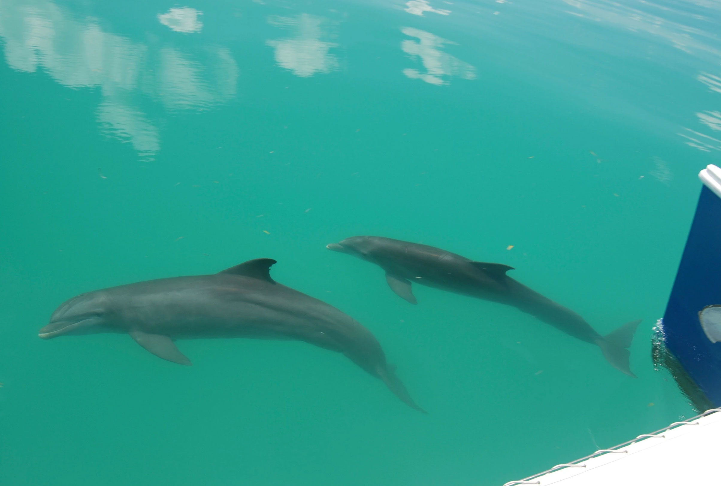 ExtremeAdventuresEcoWaterToursSharkandDolphinTours8