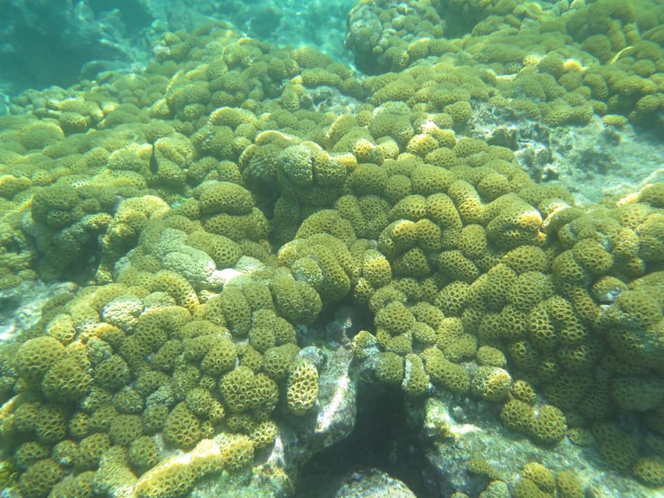 IslandVibeReefSnorkelTour4