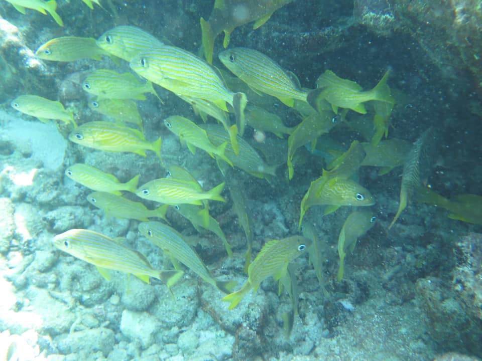 IslandVibeReefSnorkelTour5