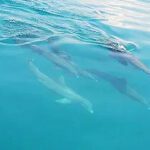 SeaBreeze_DolphinPod