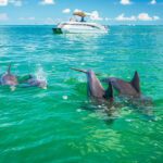 SeaBreeze_DolphinSwimming