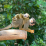 MonkeyJungle_Sleeping