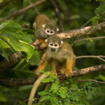 MonkeyJungle_Trees