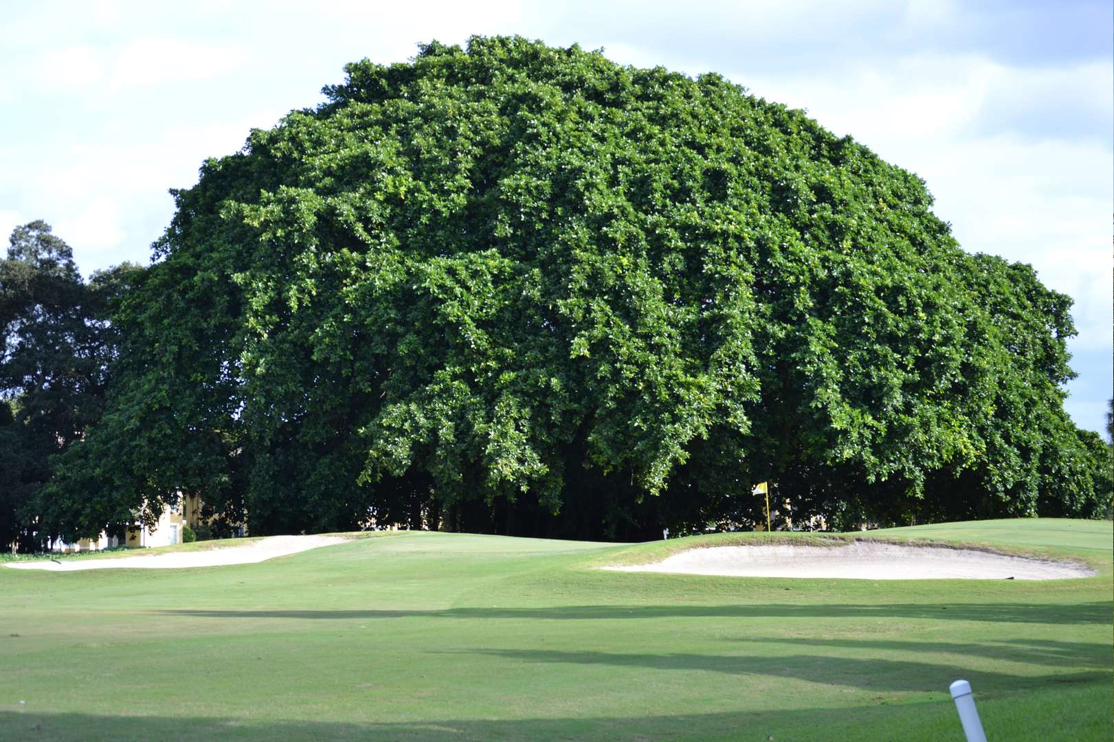 PalmAireClubPalmsCourse6