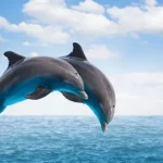 Dolphin Watching Key West