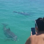 e1a4b3_05f9a4ebf0f84adc8f01aad01e2e7982_mv2