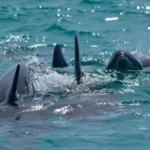 e1a4b3_0f880adefc0742408d068f4176c695a6_mv2