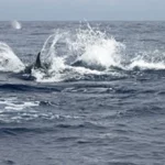 e1a4b3_6f683120d16148fabcc9c05bd38d593c_mv2