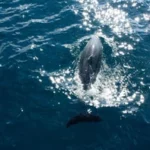 e1a4b3_81c3c7113aeb4dd1a871d43cb5c4c7d1_mv2