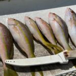 keywestdeepseafishing_271516190_335838251515511_391255254563812955_n