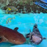 sandowaydiscovery_161640327_266828191685339_2397960090877849992_n