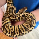 sandowaydiscovery_284280938_159529703251344_2239648639513680670_n