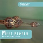 sandowaydiscovery_324253194_1182450155703839_5399285243717767621_n