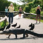 150506101127-5-ways-everglades--gator-on-trail-full-169