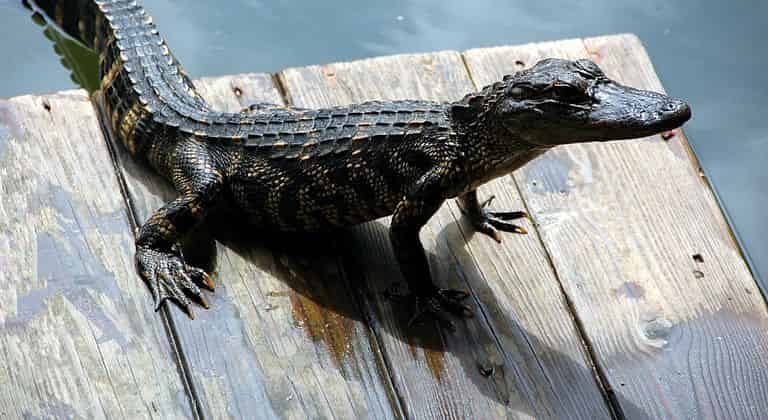 Everglades-Airboat-Tour-and-Alligator-Show-with-Roundtrip-Transportation-from-Miami (1)