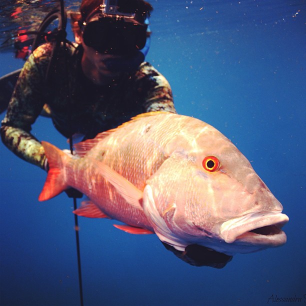 fishmonstermagazine_11356670_1079823935380978_1847333820_n