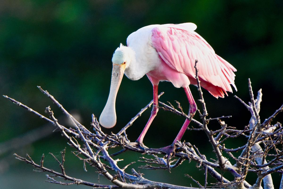 wakodahatchee-spoonbill-1200