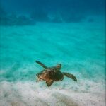 flyingfishwatersports_23823517_290472708133033_7294831321795264512_n