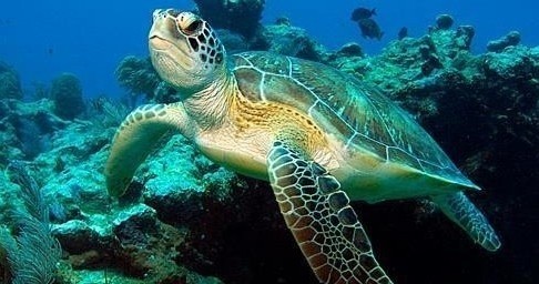 15905444240805-1590524841705-10408652_1510572362496029_6856354860185265676_n