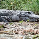 MIA Best of Everglades 2