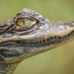 MIA Best of Everglades 4