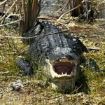 airboattour_339126892_715992436873282_6625936170928820276_n