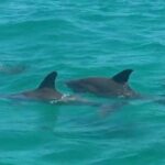 barefootbillys_60165176_2134424683514201_52966715225668606_n