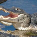 d7cb6727-de3f-41af-b18c-d81cac72effd