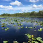 everglades-2763947_1920