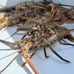 lfishfl_286111887_434356205242872_2457356833332821225_n