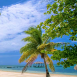 palmetto-bay-1505478_1280dd