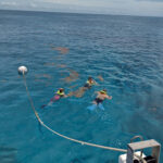 sea dwellers snorkel