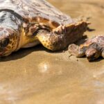 sea_dwellers_dive_center_345434491_2440117672818377_7031424759012799677_n