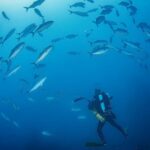 thediveboat_327154971_879968940093903_8792444541035595346_n