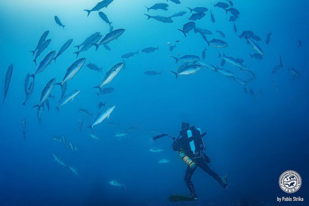 thediveboat_327154971_879968940093903_8792444541035595346_n