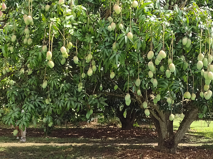 Fruit & Spice Park 5