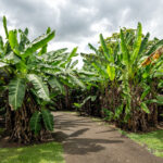 Fruit & Spice Park 6