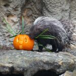 palmbeachzoo_1698755933_3225721026536728176_490701362