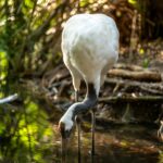 palmbeachzoo_1699734737_3233931824702620998_490701362