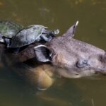 palmbeachzoo_1700602582_3241211839433649633_490701362